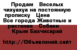 Продам.  Веселых чихуахуа на постоянную прописку › Цена ­ 8 000 - Все города Животные и растения » Собаки   . Крым,Бахчисарай